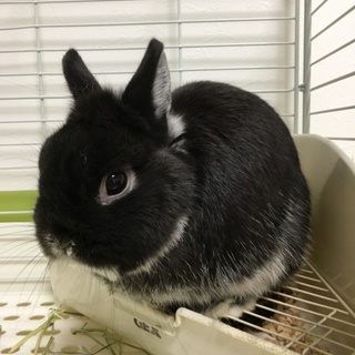 里親さん募集 ネザーのショータイプ ルカス