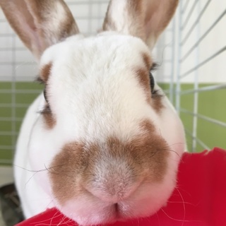 里親さん募集 ミニレッキスのソフィア