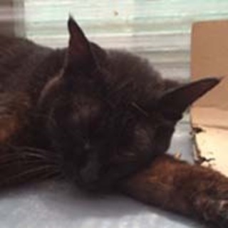 ◆おばあちゃんちの黒猫さん①シンプソン