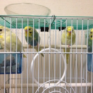 ②里親さん決定しました！ありがとうございました！