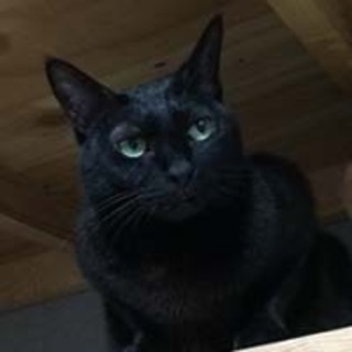 ◆おばあちゃんちの黒猫さん④トピックスさん