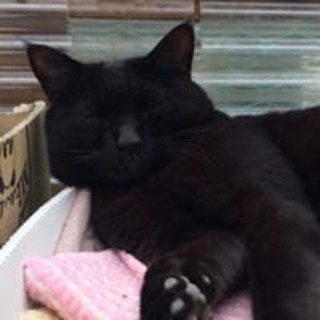 ◆おばあちゃんちの黒猫さん⑤さんぼう君