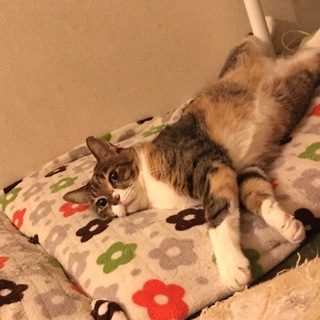 大人の三毛猫さん