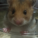 シリアンハムスターの里親様募集