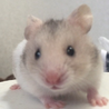 シリアンハムスターの里親様募集 サムネイル2