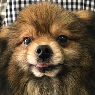 ポメラニアンの男の子　