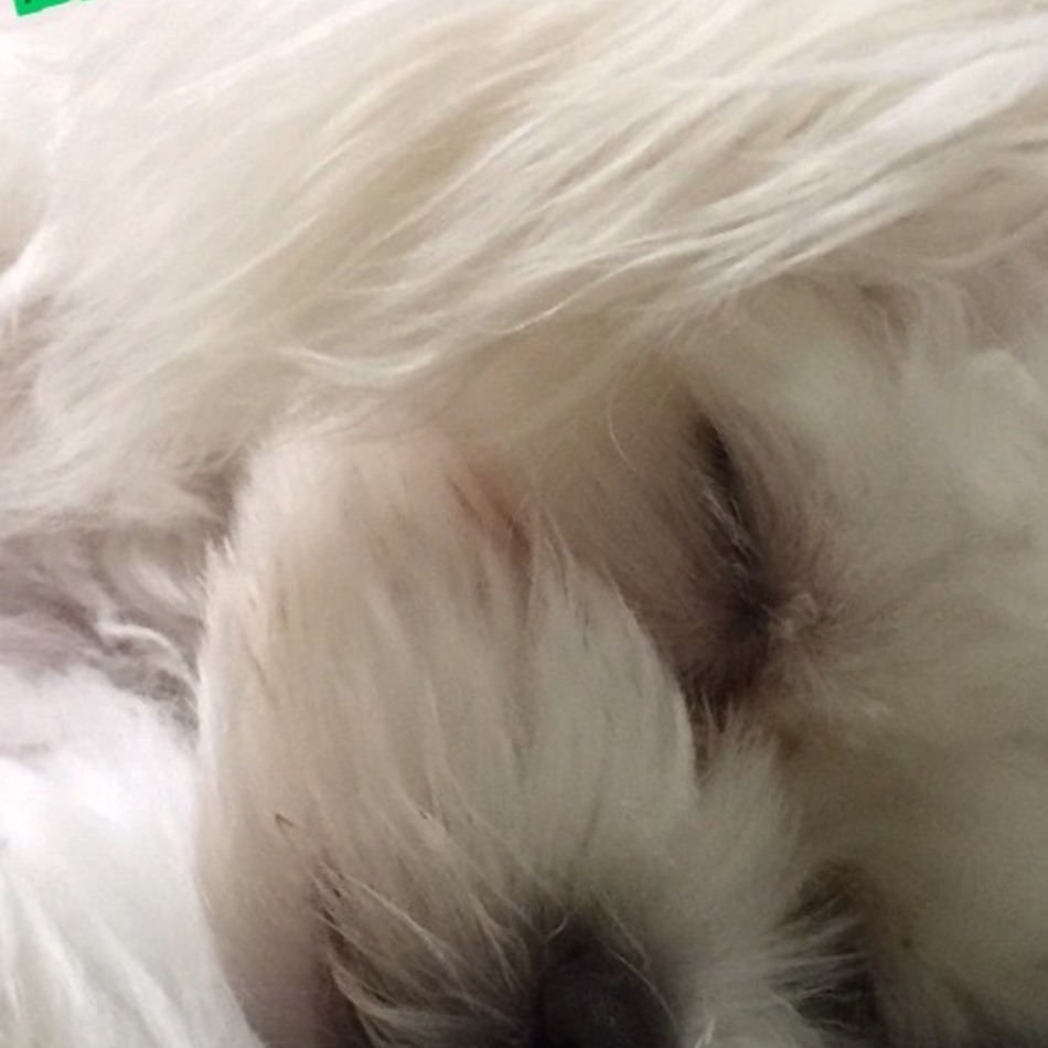 杏菜のカバー写真