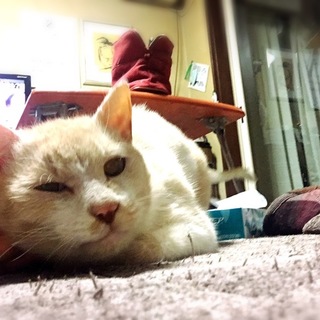 優しくて甘えん坊 