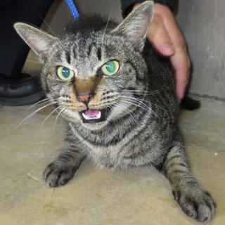 【ボランティアによる引き出し】怖がりなキジトラ君