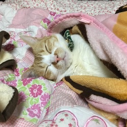 そろそろ保険に入りたいけど・・・