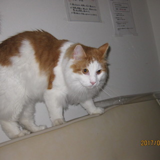 ノルウェー.ジャン.フォレスト.キャット雄13ヶ月