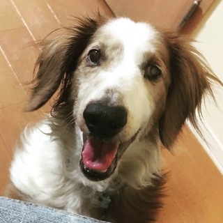 抱っこ大好き❤︎温厚で甘えん坊なダックス★サリエル