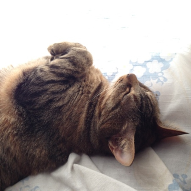 tsuruhkskのカバー写真