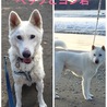ベックとヨシ君  mix ベックは紀州が入ってたのかな？