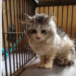 長毛猫さんの家族になっていただけませんか？