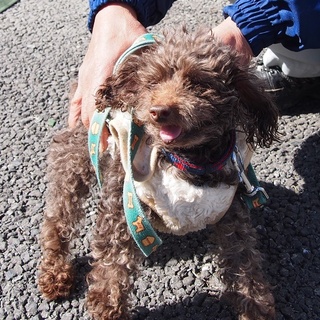 熟女だけどとってもかわいいミオちゃん