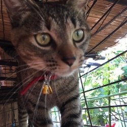 先住猫の嫉妬４