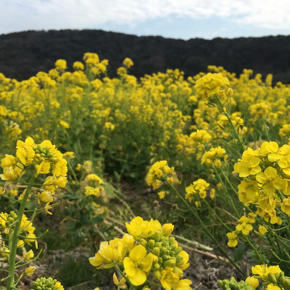 まりものカバー写真