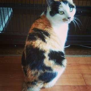 ホクロが魅力的なミケちゃん、家族を募集中