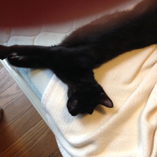 【トライアル中】甘えん坊の黒猫さん