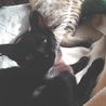 【トライアル中】甘えん坊の黒猫さん サムネイル2