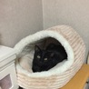 【トライアル中】甘えん坊の黒猫さん サムネイル3