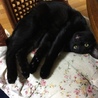 【トライアル中】甘えん坊の黒猫さん サムネイル4