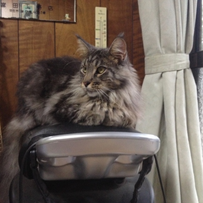 春ちゃんママのカバー写真