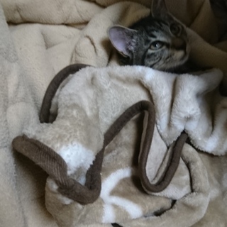 甘えん坊ちゃん