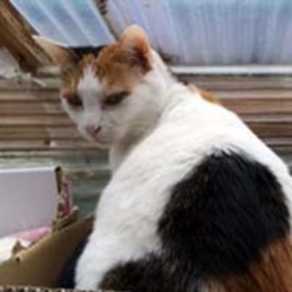 ◆おばあちゃんちの三毛猫さん①さしちゃん