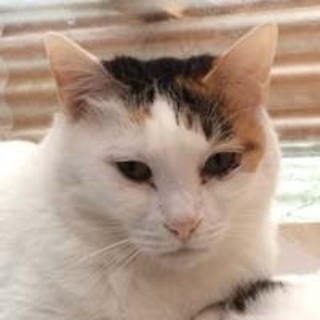 ◆おばあちゃんちの三毛猫さん②ヌキ