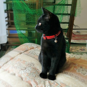 布団干しの後の布団は気持ち良いニャン