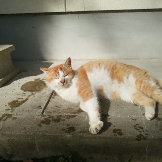 保護中の子猫♀