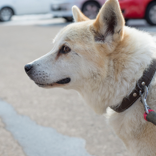 ※譲渡決定・温厚なシニアのわんちゃん・男の子
