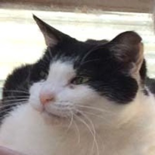 ◆おばあちゃんちの黒白猫さん④ジュニア君