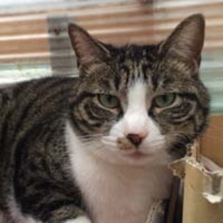 ◆おばあちゃんちのキジ白さん①クリ