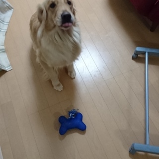 ゴールデンレトリーバーの女の子