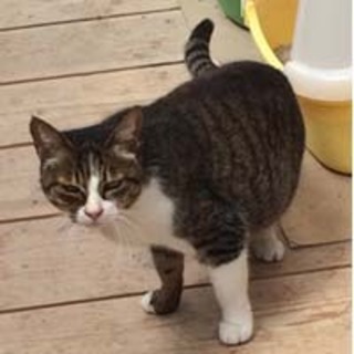 ◆おばあちゃんちのキジ白猫さん②アルバ