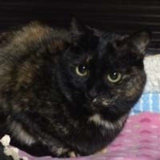 ◆おばあちゃんちのサビ猫モカさん