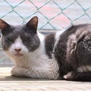 ◆おばあちゃんちの白グレーおっきい君