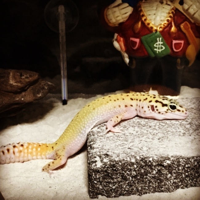 JOE爺のカバー写真