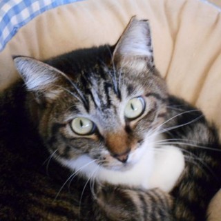 キジ白の鈴ちゃん　約２歳