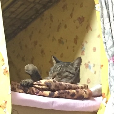 お気に入りの昼寝場所です。