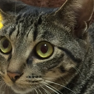 キュートで温和、人間大好きなたらこちゃん