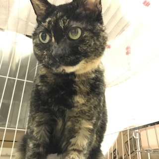 ツンデレのサビちゃん。