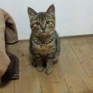 可愛いしっぽのキジトラのオスちゃん