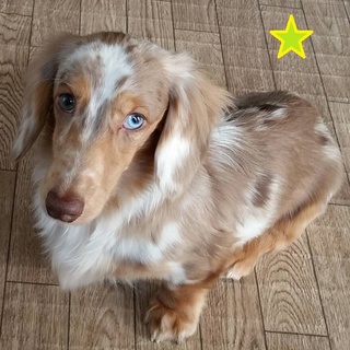 賢く元気いっぱい”トフィーくん”