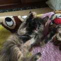 子猫貰って下さい