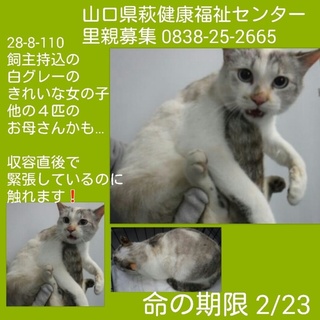 ５匹飼主持込① 綺麗な白グレーの女の子 