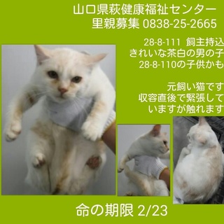 ５匹飼主持込② 綺麗な茶白の男の子 